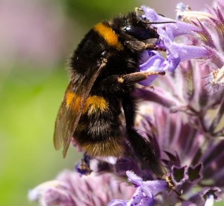 white tailed bumble bee2