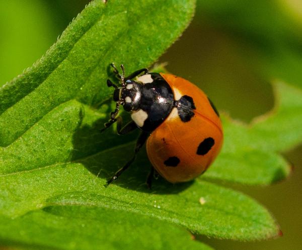 seven spot ladybird