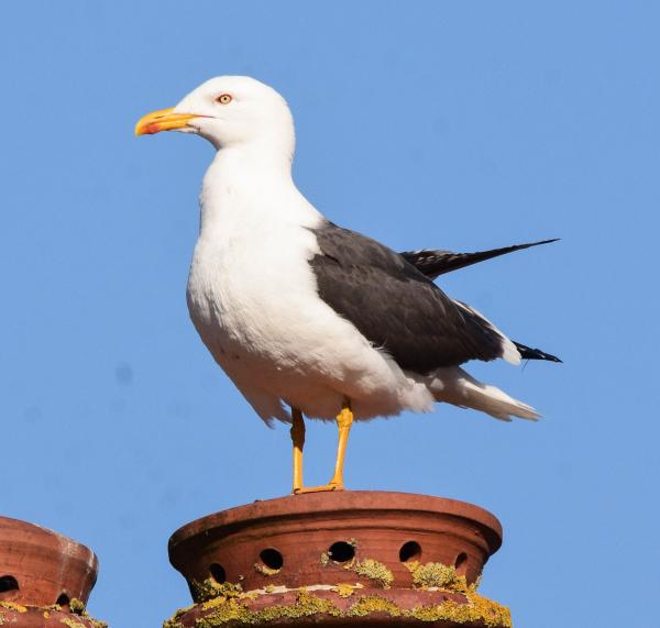 lesser black backed gull2