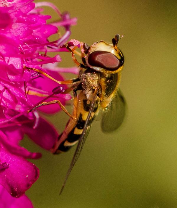 hover fly