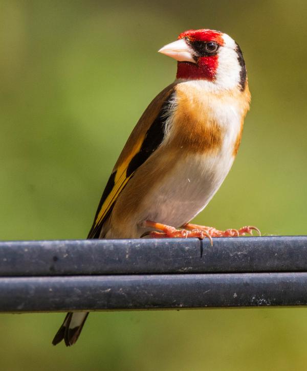 goldfinch