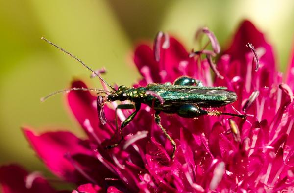 jewel beetle