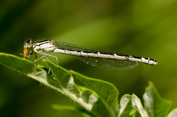 small damselfly with catterpilar2